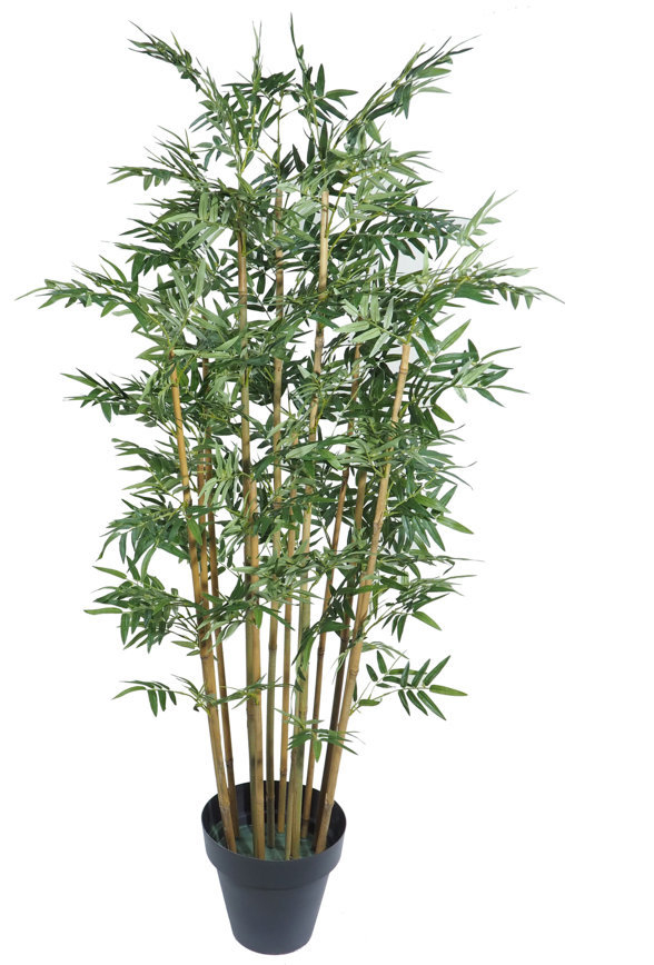 3620016.jpg Bambu japones Open - Imagen 1