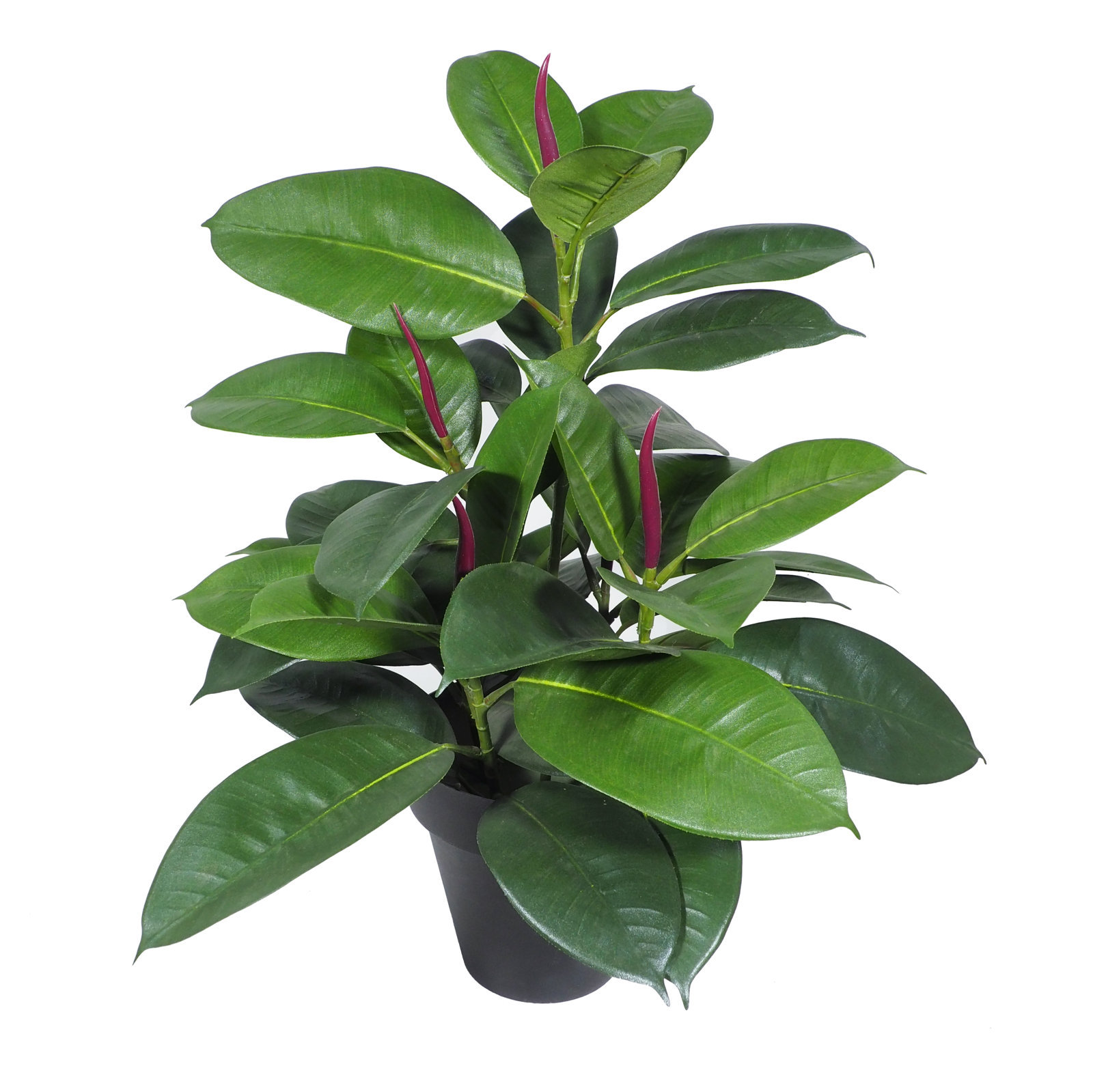 3623106 Ficus elastica verde con maceta -60cm. - Imagen 1