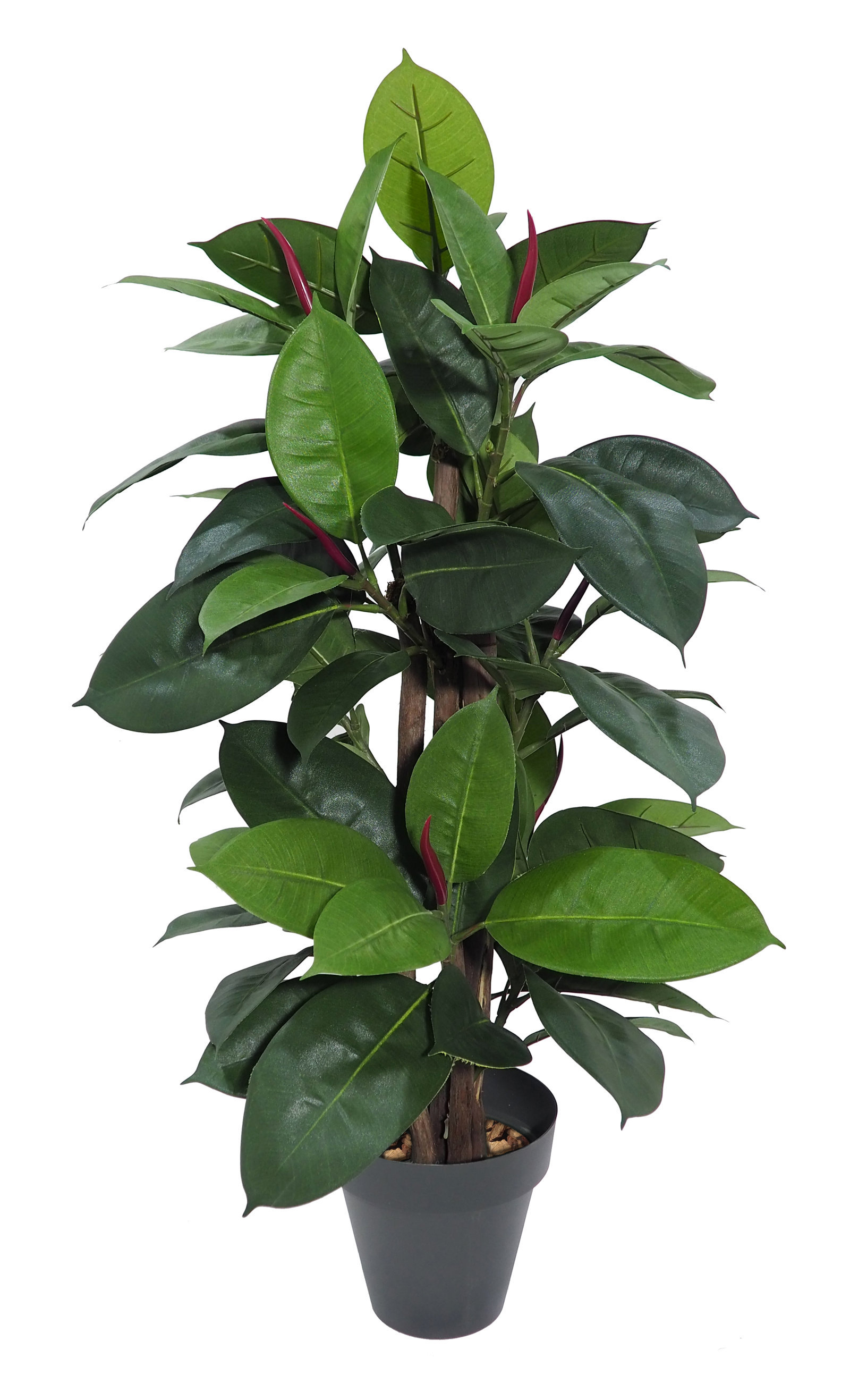 3623108.jpg Árbol Ficus Elástica verde Classic - Imagen 1