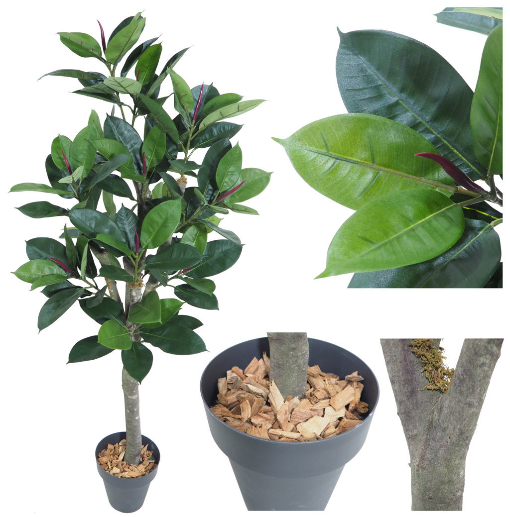 3623412.jpg Arbol Ficus Elastica verde Natur - Imagen 1