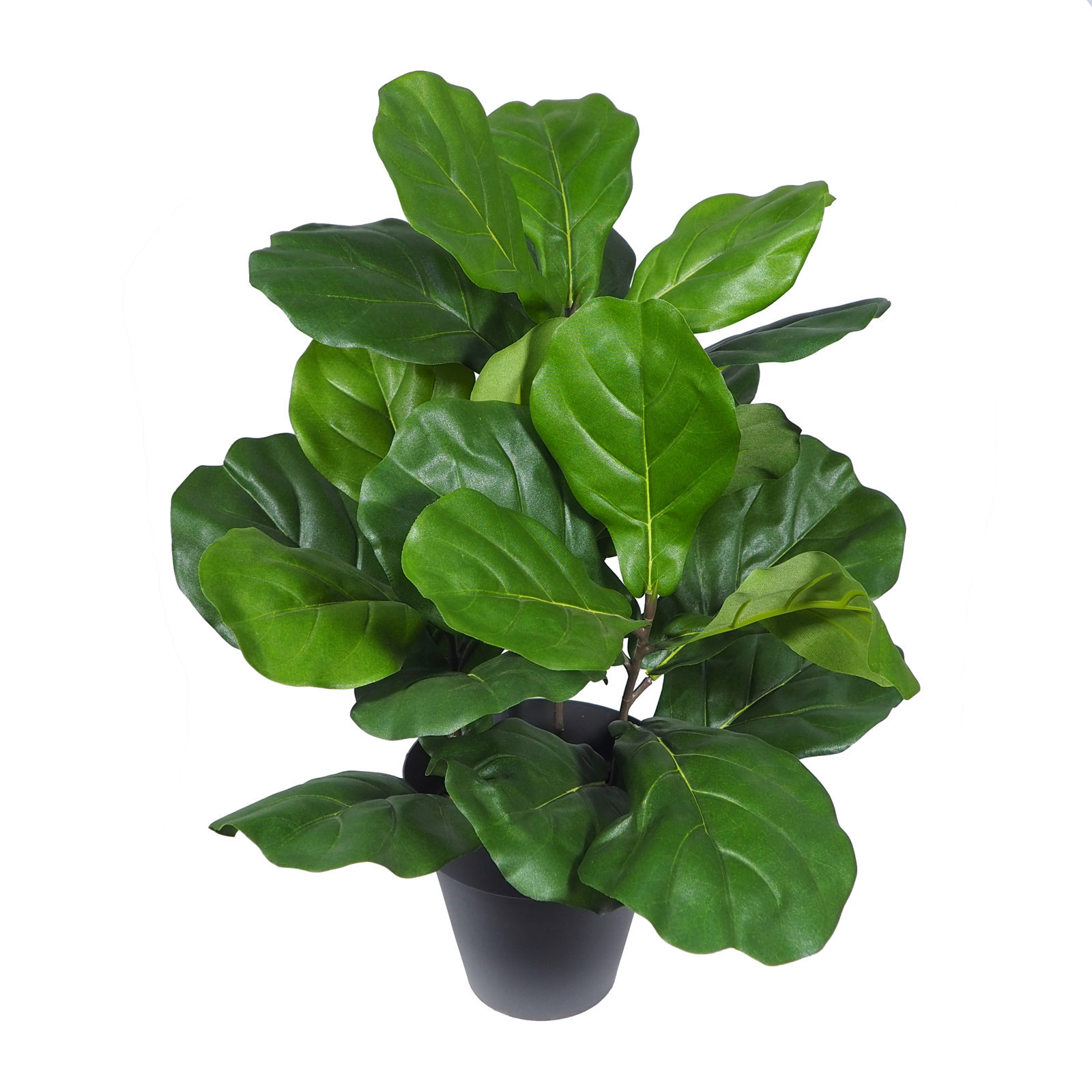 3624106.jpg Ficus Lyrata verde con maceta -60cm. - Imagen 1