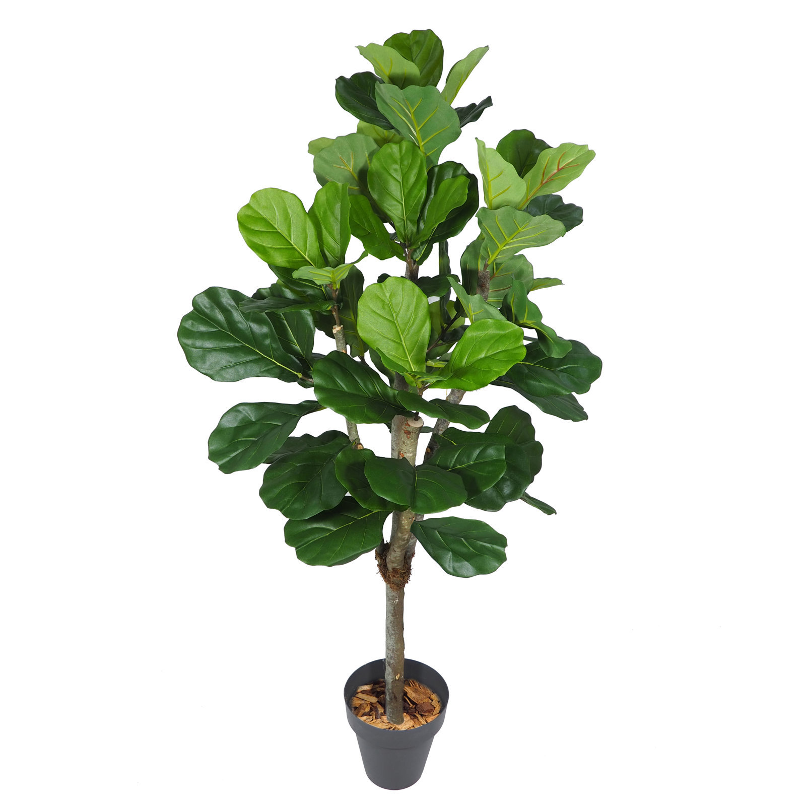 3624412.jpg Arbol Ficus Lyrata verde Natur - Imagen 1