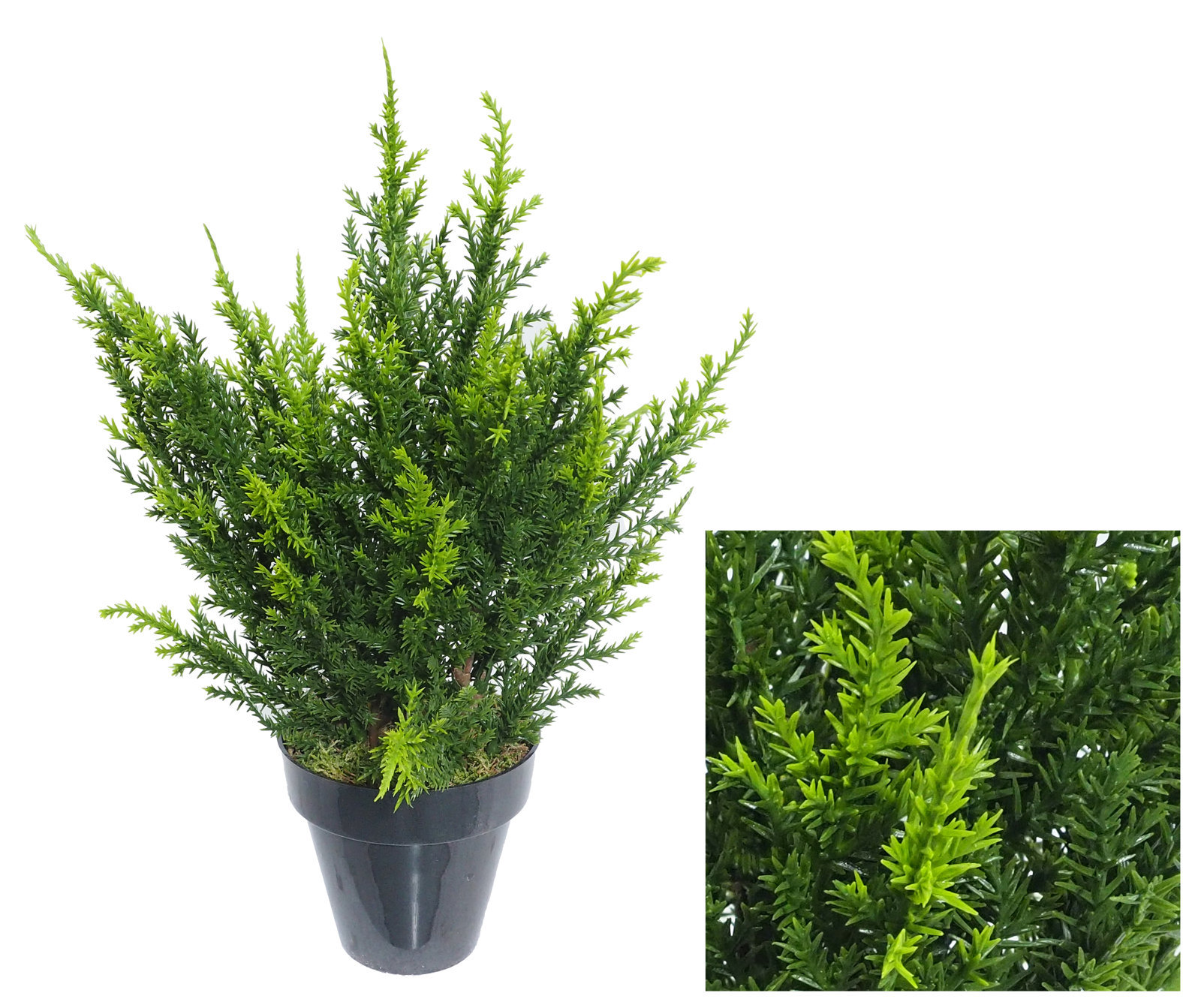 3628103.jpg Arbusto Cipres Luxe Verde - Imagen 1