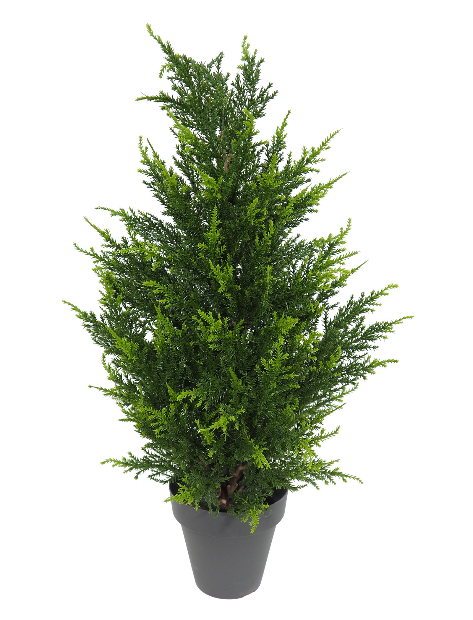 3628106.jpg Árbol de Ciprés Luxe Verde Tronco Recto - Imagen 1