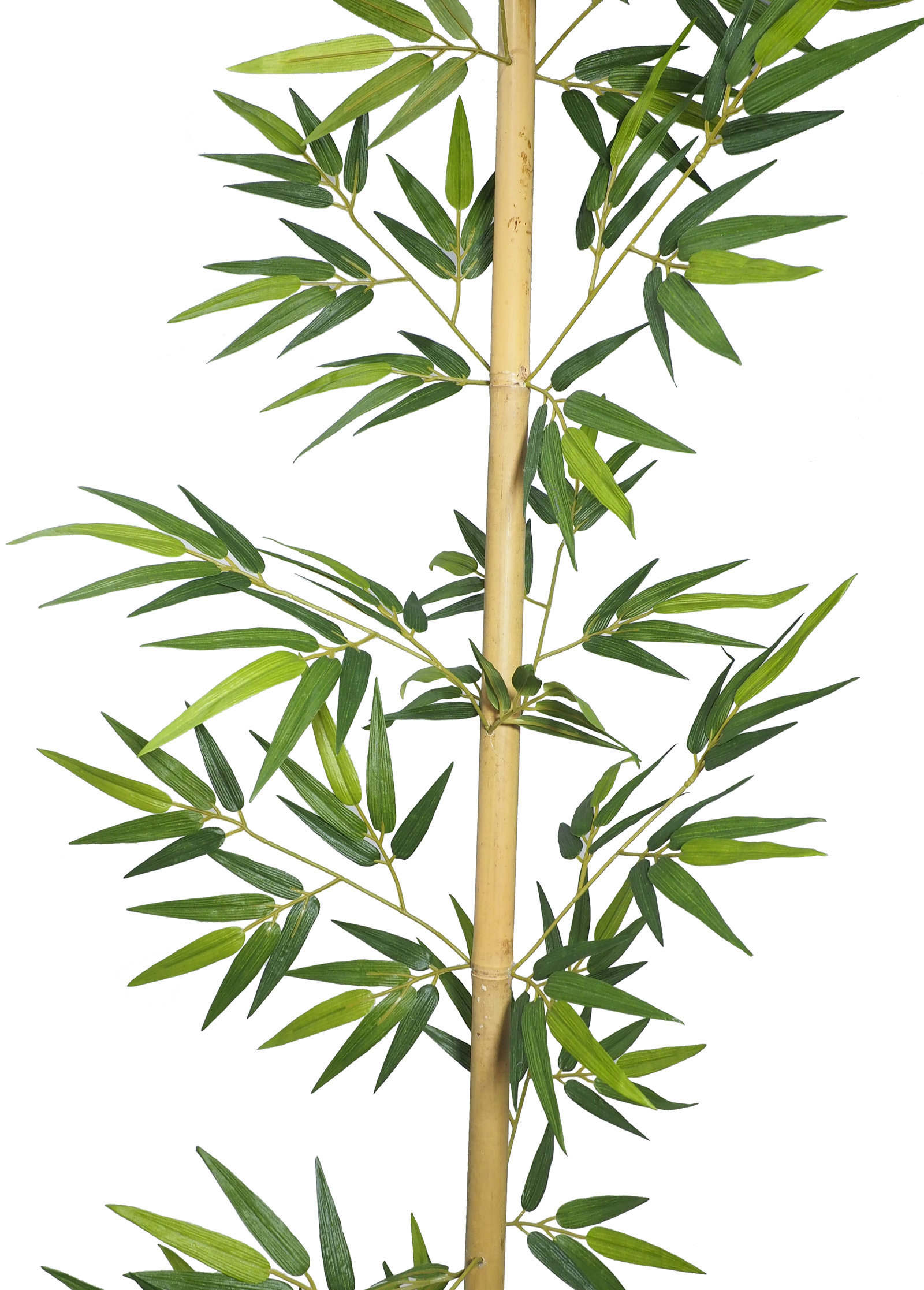 3629910.jpg Caña de bambu Decora natural - 220cm - Imagen 1