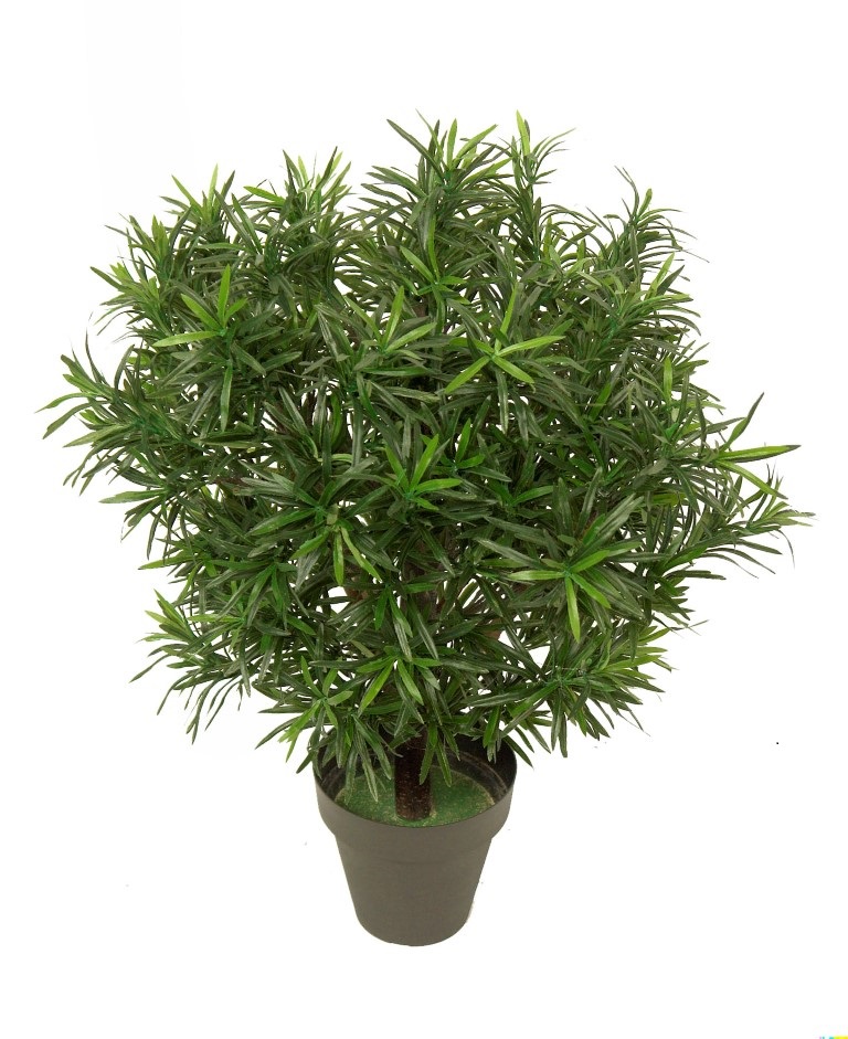 3634307.jpg Podocarpus verde - 70cm - Imagen 1