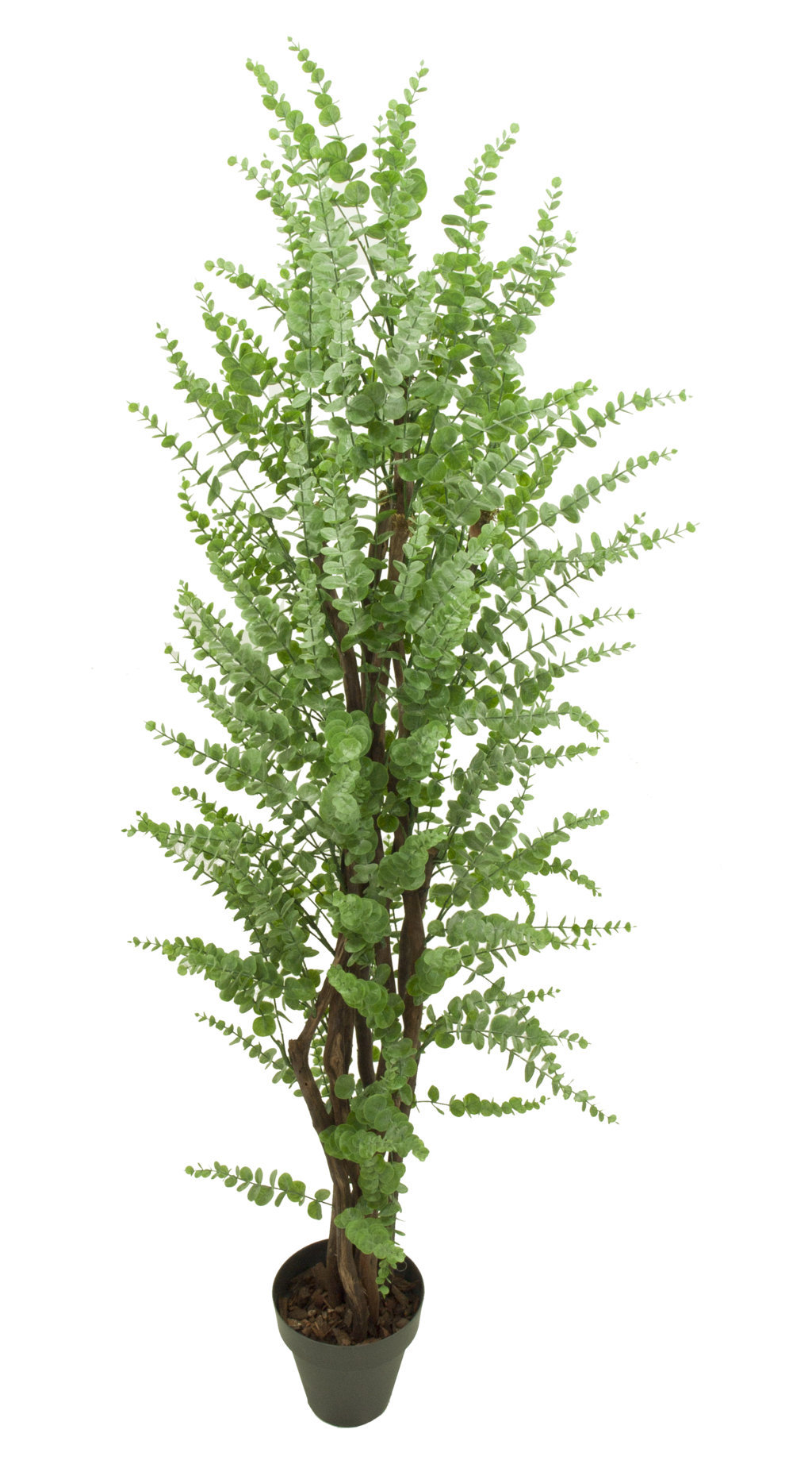 3636111.jpg Arbol de Eucaliptus verde tronco trenzado - Imagen 1