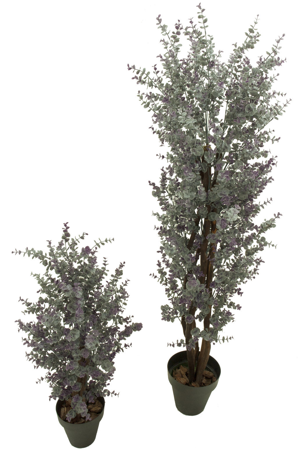 3642108.jpg Arbol de Eucaliptus Lavanda tronco trenzado - Imagen 1