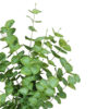 Árbol de Eucaliptus Verde Tronco Trenzado - 80cm - Imagen 2