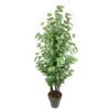 Árbol de Eucaliptus verde trenzado