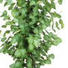 Árbol de Eucaliptus verde trenzado - Imagen 2