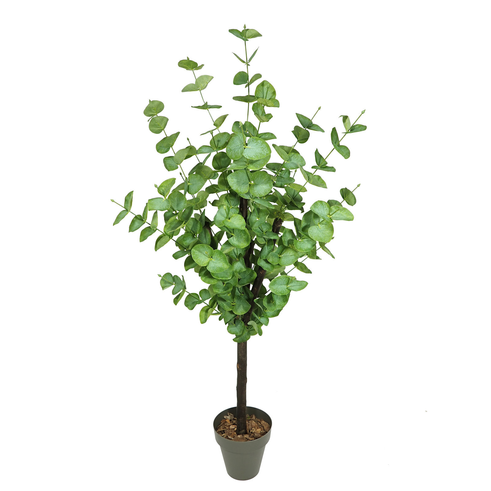 3650312.jpg Árbol de Eucaliptus Verde Natur - Imagen 1