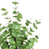 Árbol de Eucaliptus Verde Natur - Imagen 2