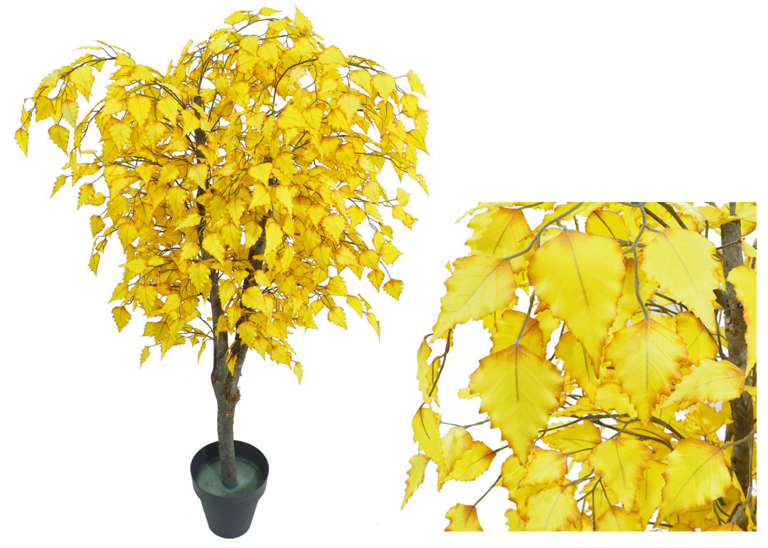 3650412.jpg Arbol de Betula amarilla Natur - Imagen 1