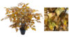 Arbol de Betula marron tronco trenzado -50cm
