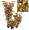 Arbol de Betula marron tronco trenzado -50cm - Imagen 2
