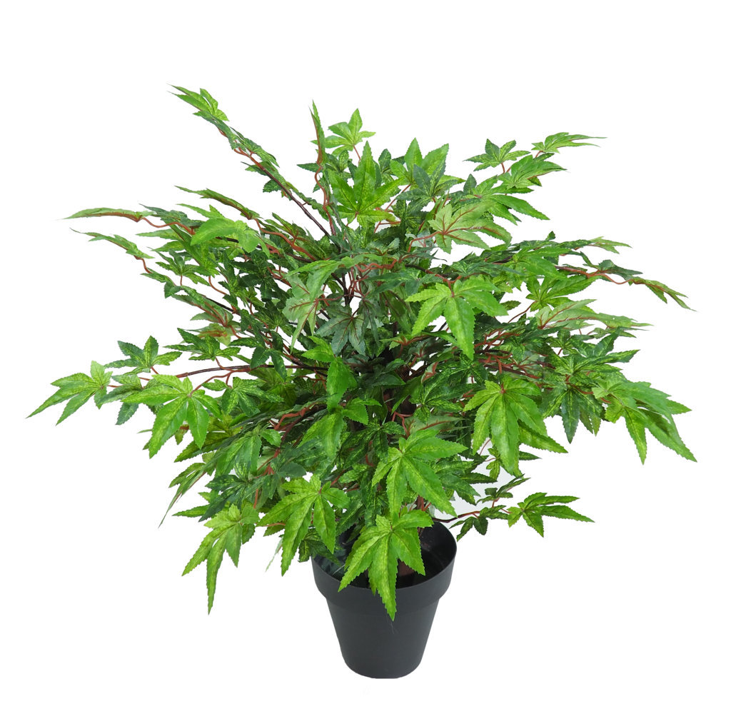 3652106.jpg Arbol Maple verde Japo tronco trenzado - 60cm - Imagen 1