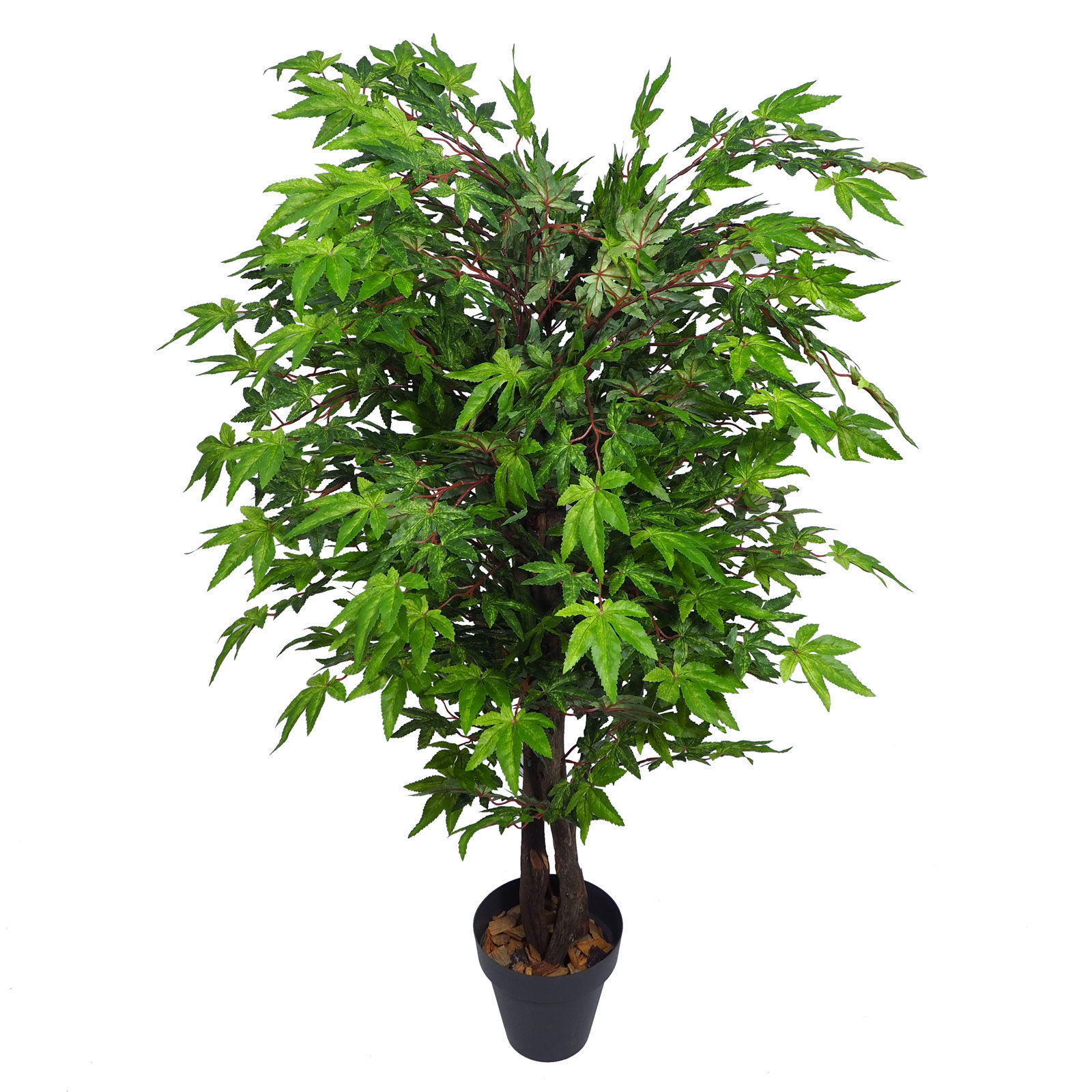 3652111.jpg Arbol Maple verde Japo tronco trenzado - Imagen 1