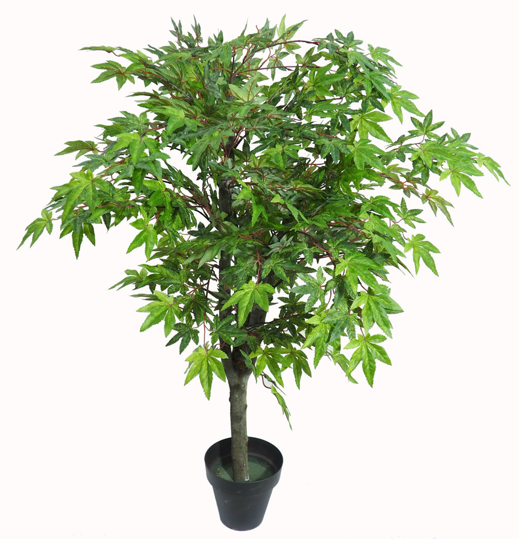3652412.jpg Árbol Maple verde Japones Natur - Imagen 1