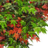 Arbol Maple Verde/Rojo Ø150x250cm DESMONTABLE - Imagen 3
