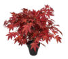 Arbol Maple Rojizo Japo tronco trenzado - 60cm