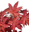 Arbol Maple Rojizo Japo tronco trenzado - 60cm - Imagen 2