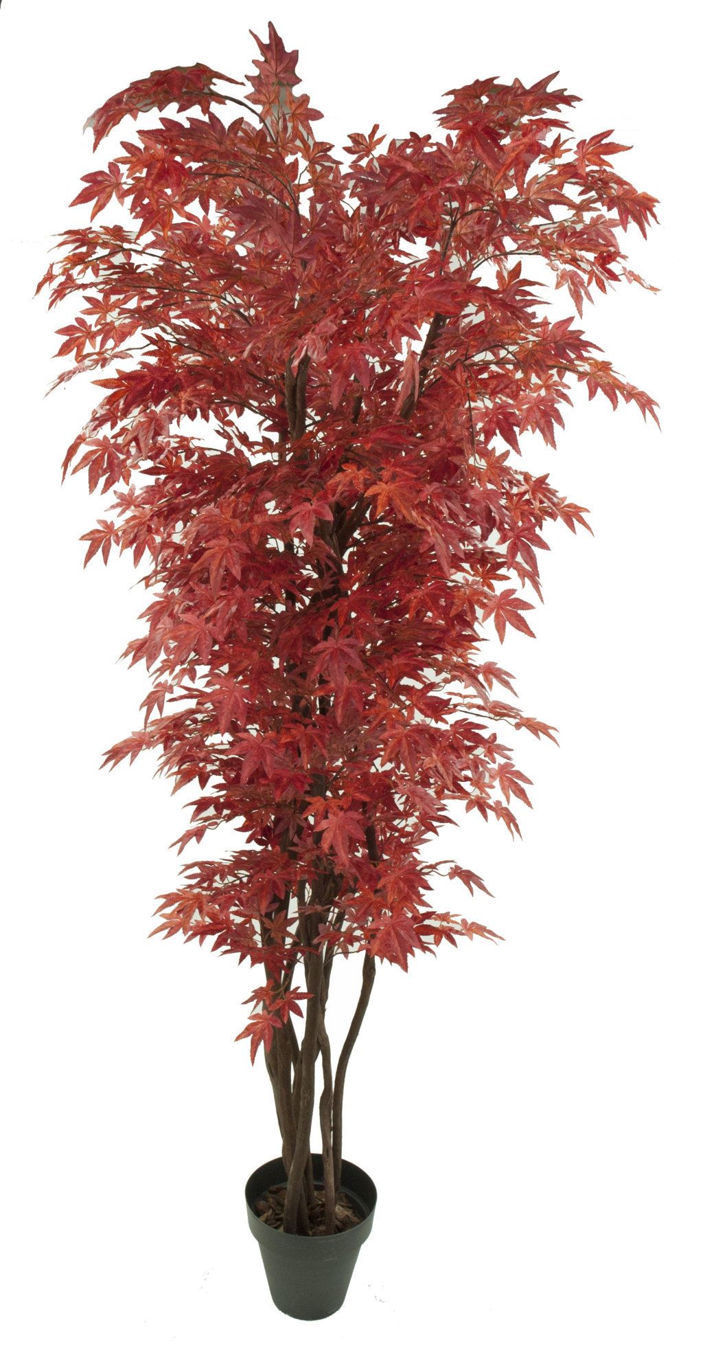3653111.jpg Árbol Maple rojo Japo tronco trenzado - Imagen 1