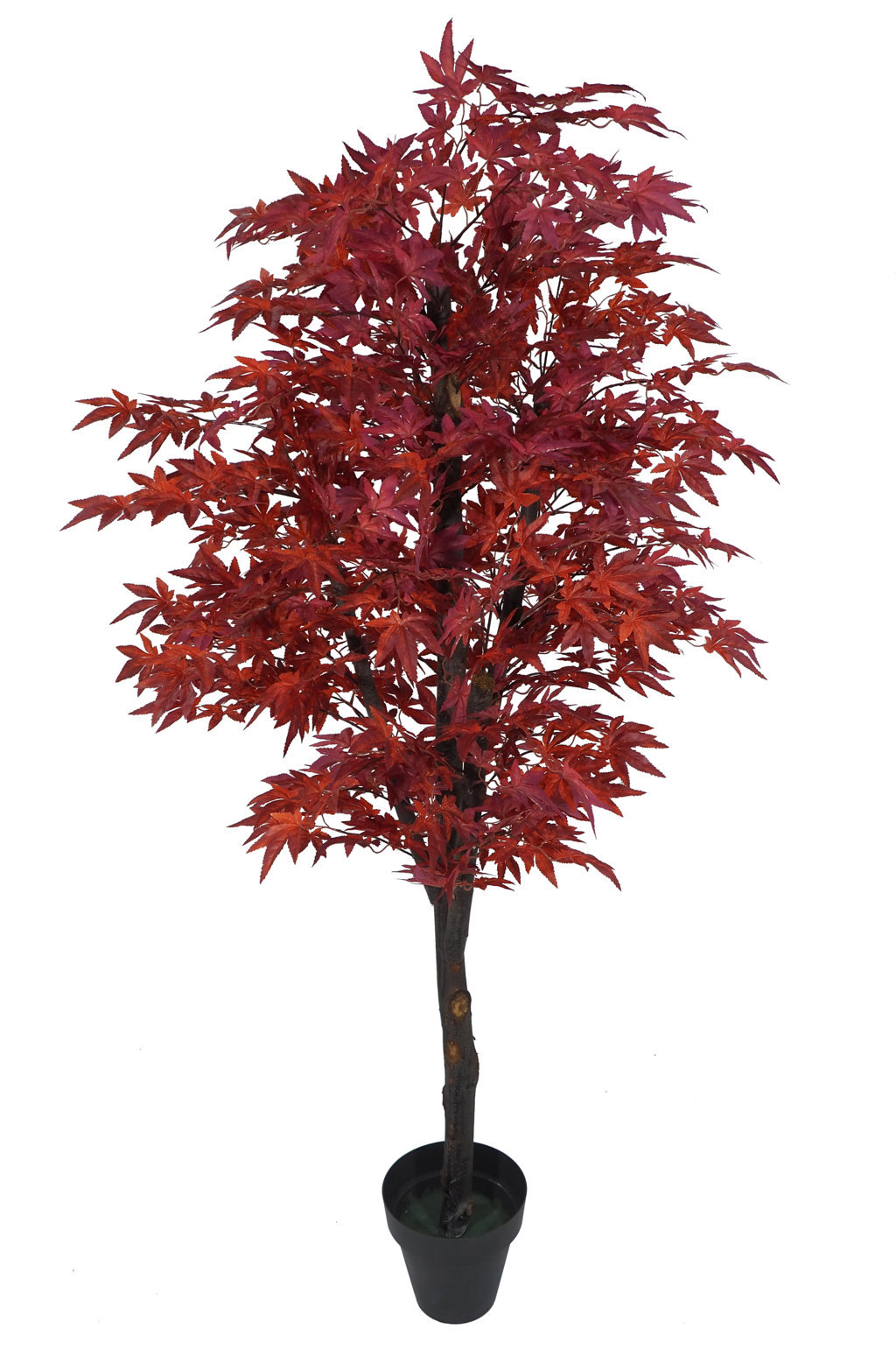3653412.jpg Arbol Maple rojo Japones Natur - Imagen 1