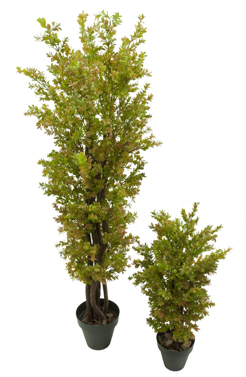 3663108.jpg Arbol de Boj otoñal plastico - Imagen 1
