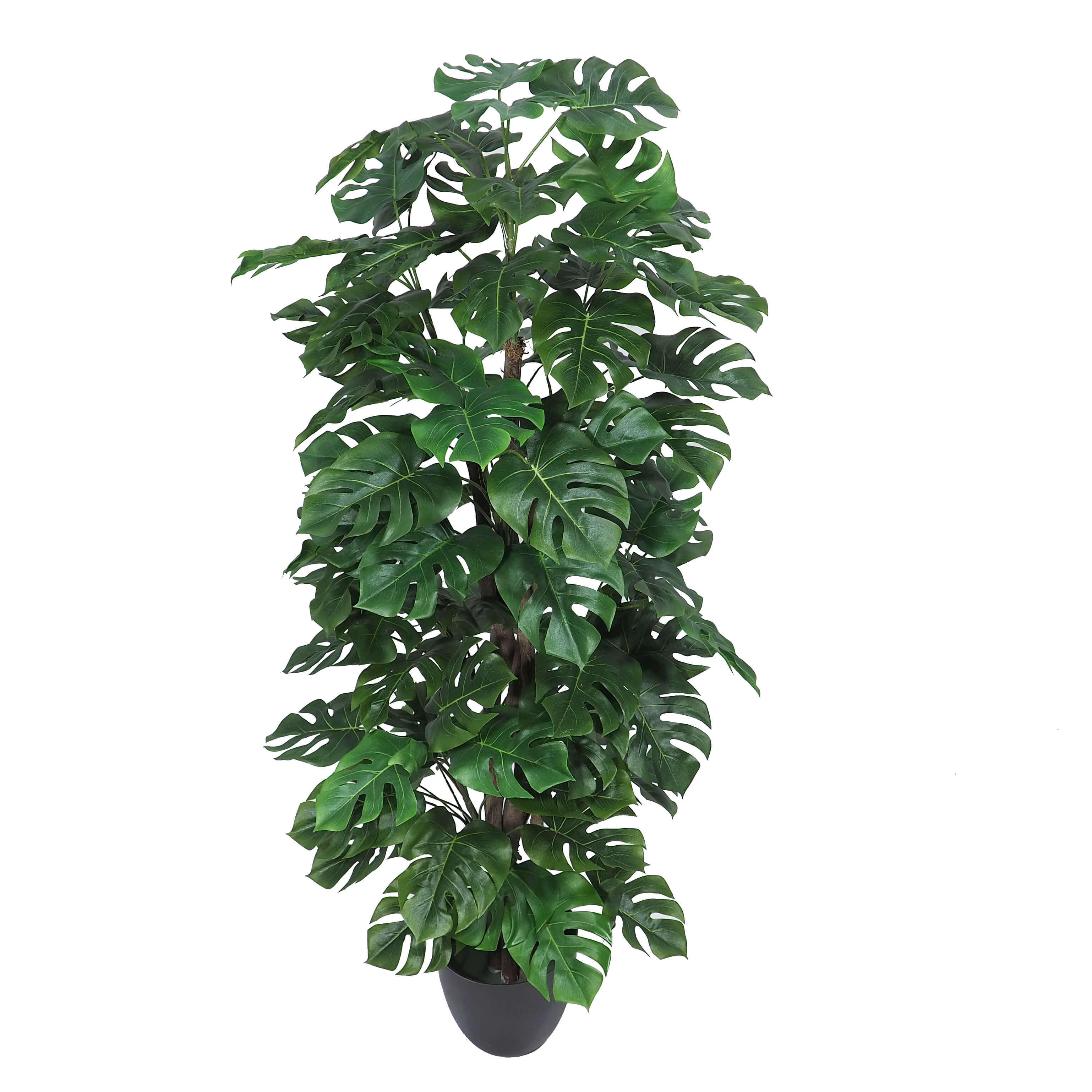 3667112.jpg Arbol Monstera Verde - Imagen 1
