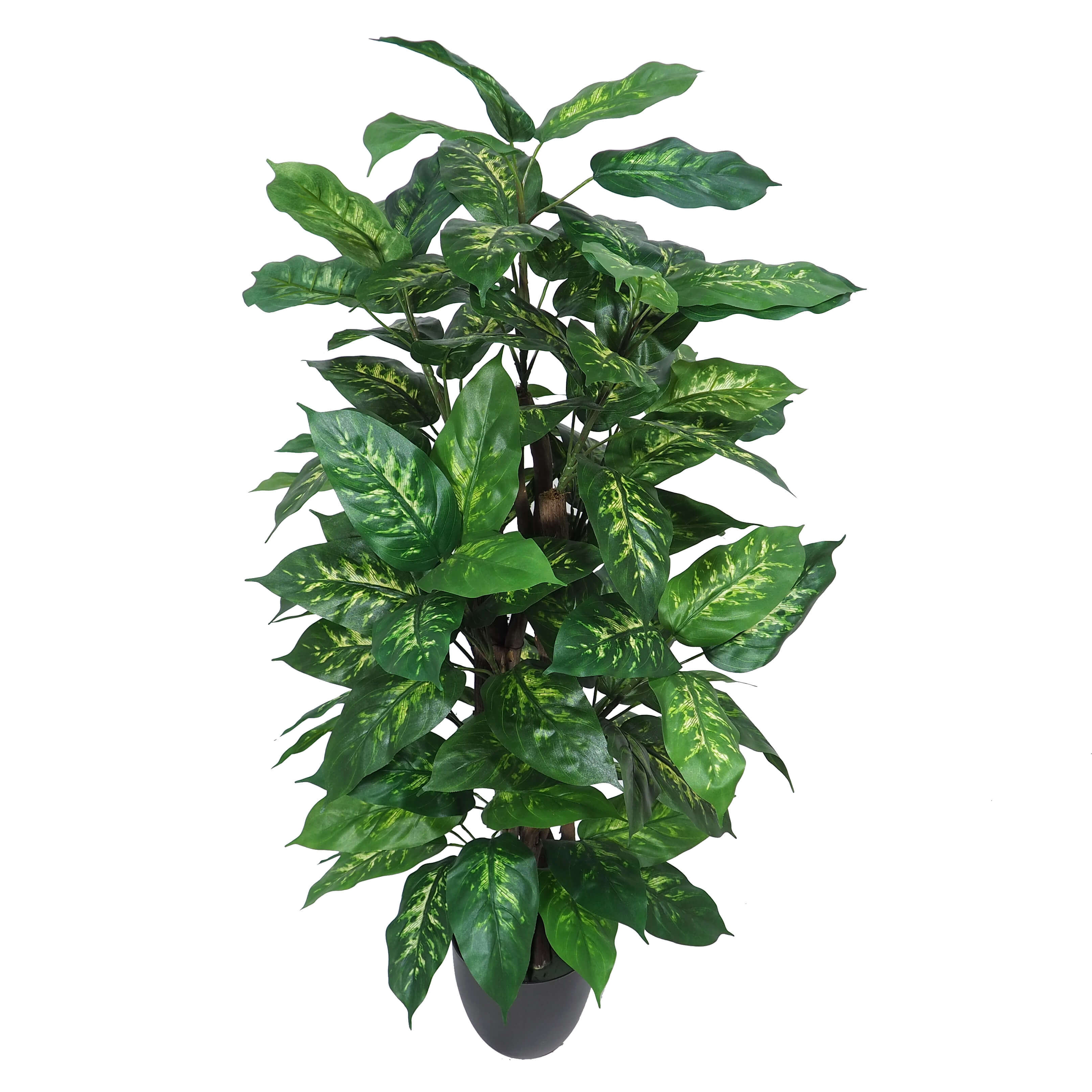 3669112.jpg Árbol Diffembachia Variegata - Imagen 1