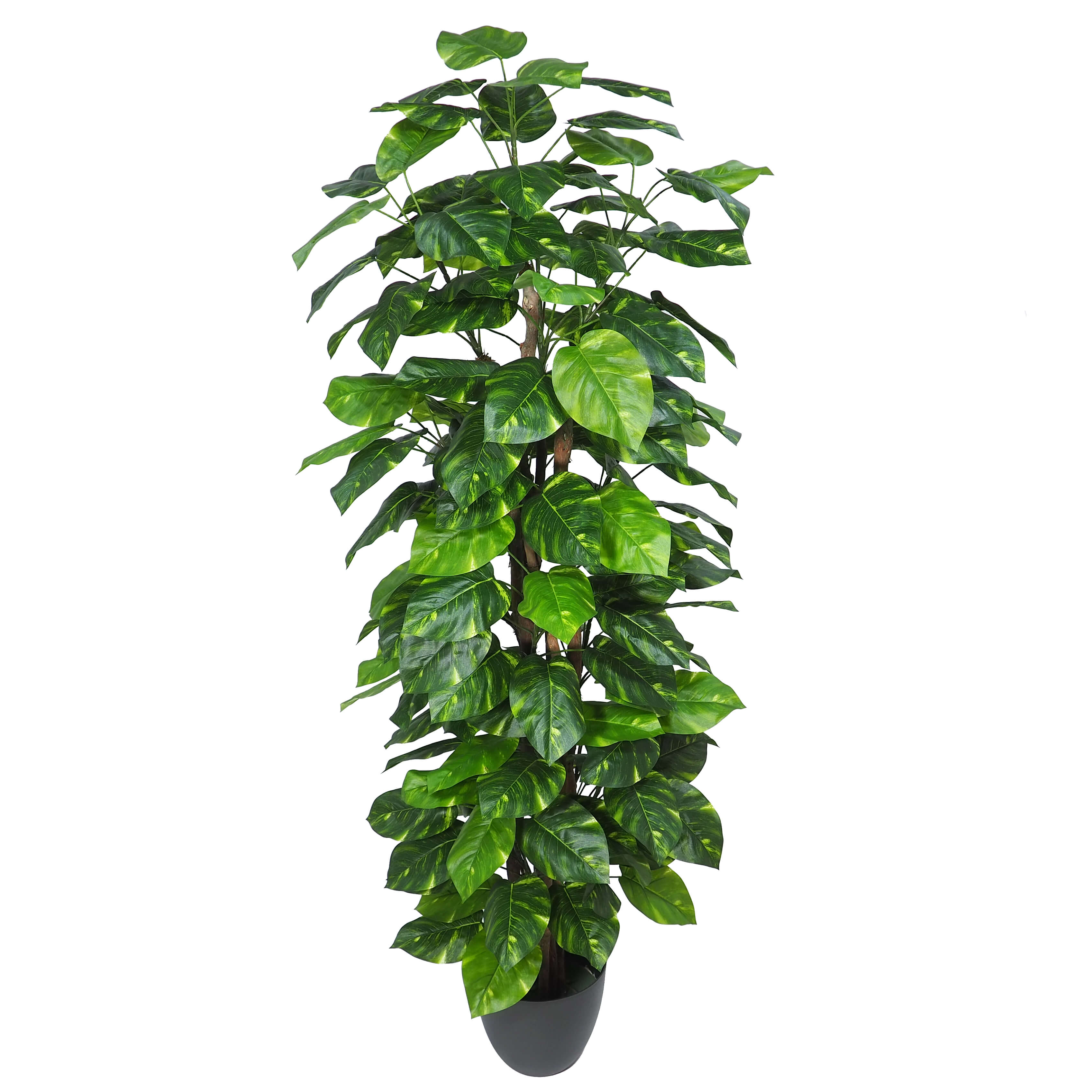 3670112.jpg Árbol Photos Variegata - Imagen 1