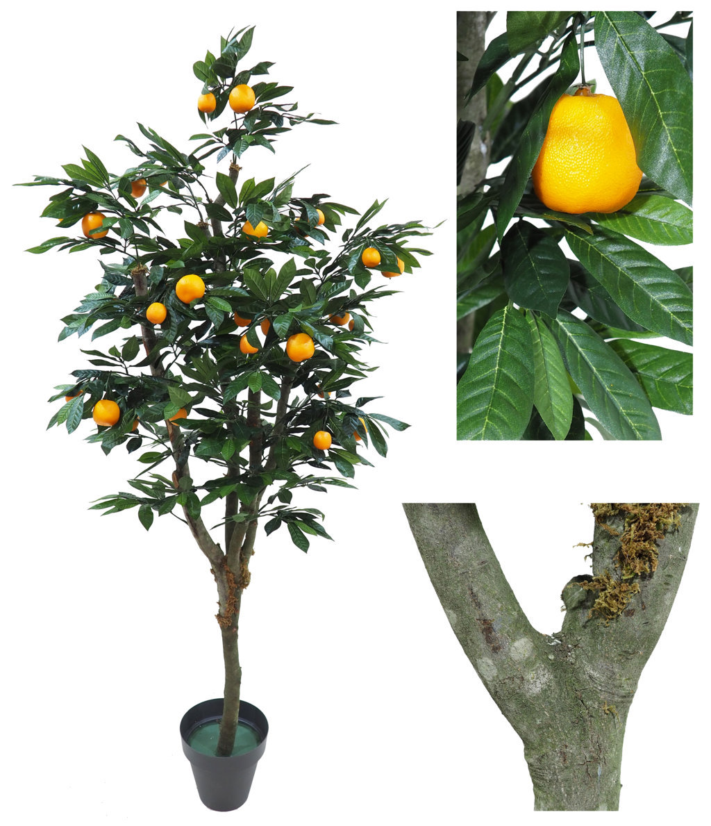 3671412.jpg Árbol de Naranjo con frutos Natur - Imagen 1