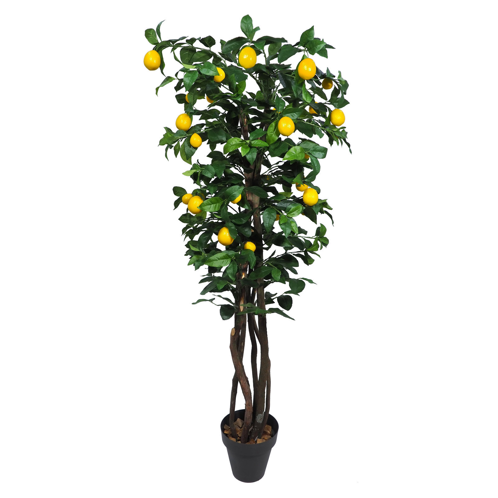 3672115.jpg Arbol Limonero tronco trenzado - Imagen 1