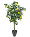 Árbol Limonero NATUR tronco ramificado