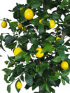 Árbol Limonero NATUR tronco ramificado - Imagen 2