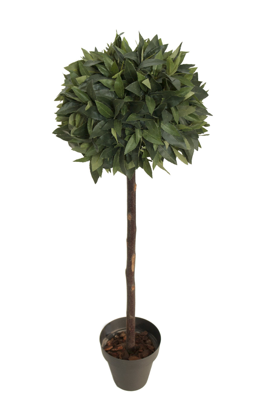 3675110B.jpg Arbol de Laurel bola - Imagen 1