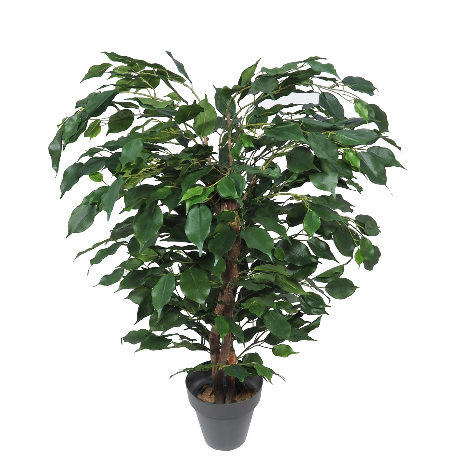 3676108.jpg Arbol de Ficus Exotica verde Classic - Imagen 1