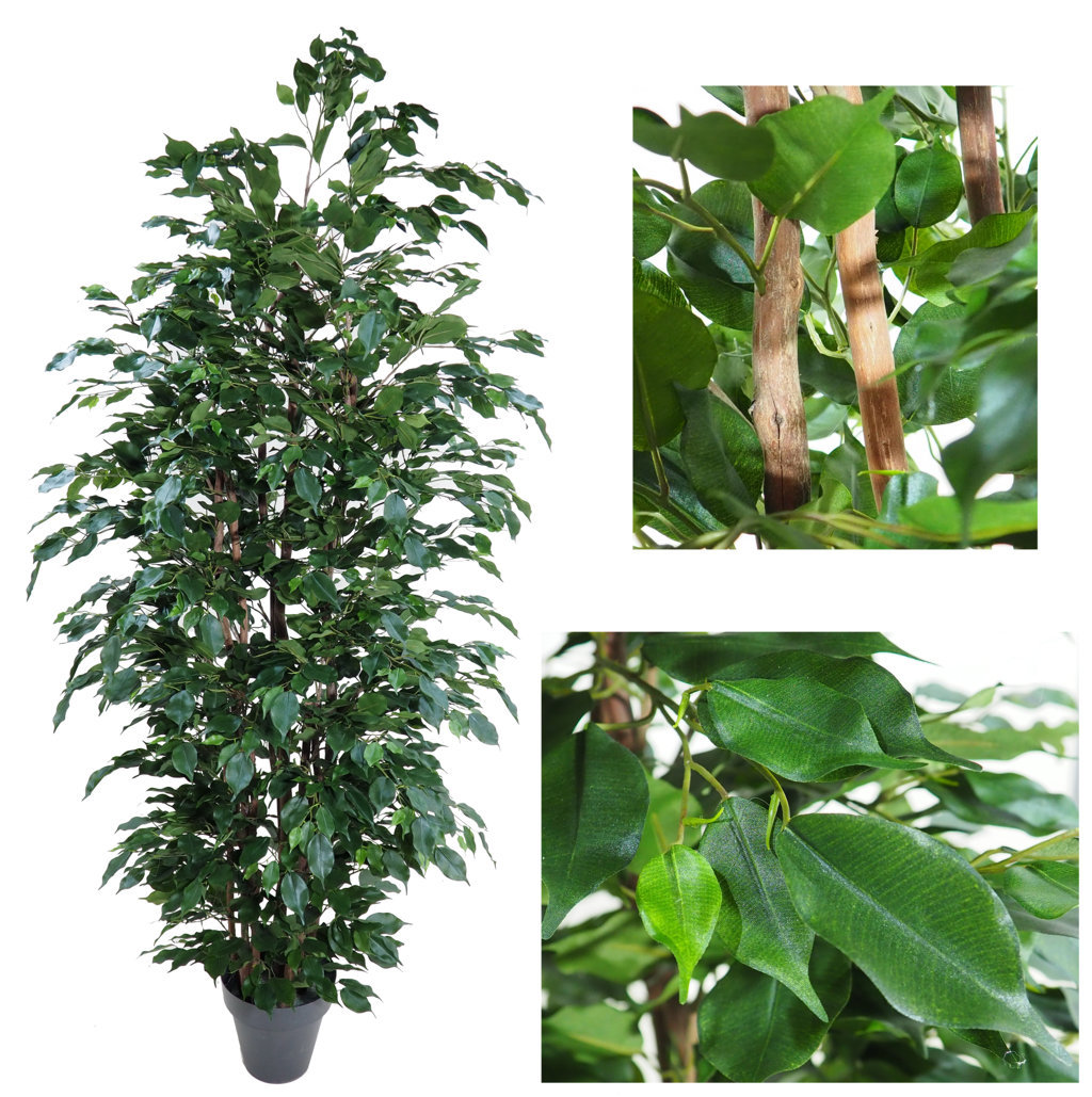 3676716.jpg Arbol de Ficus Exotica Verde Bosque 1 Cara - Imagen 1