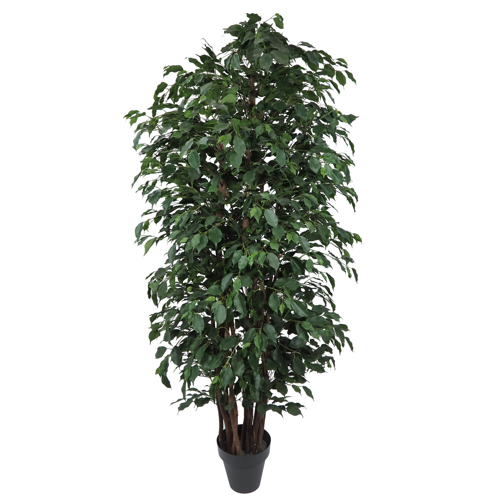 3676815.jpg Ficus Exótica verde Redondo - Imagen 1