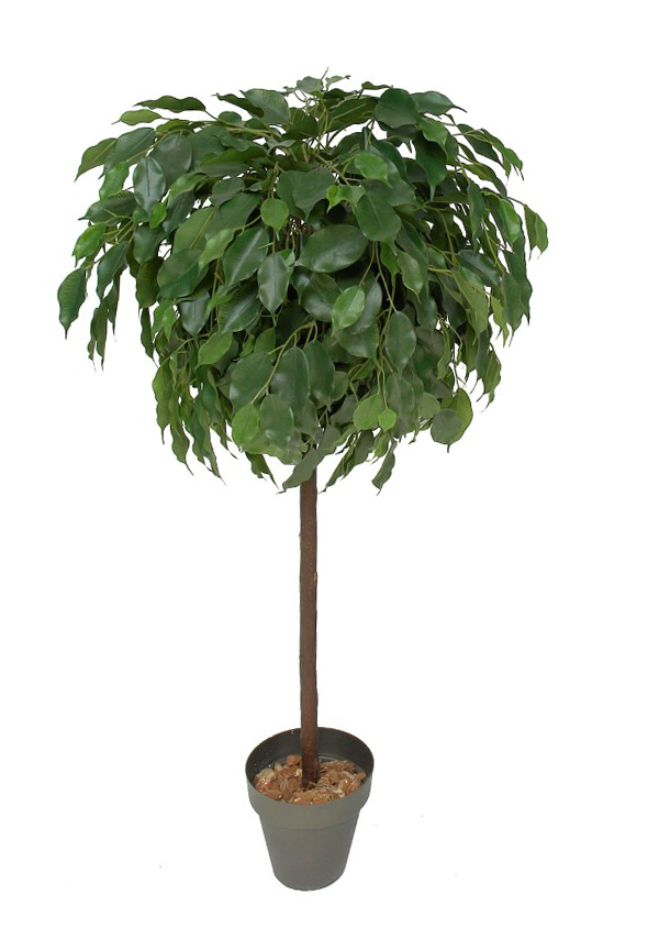3676911.jpg Arbol de Ficus Exotica verde Bola - Imagen 1