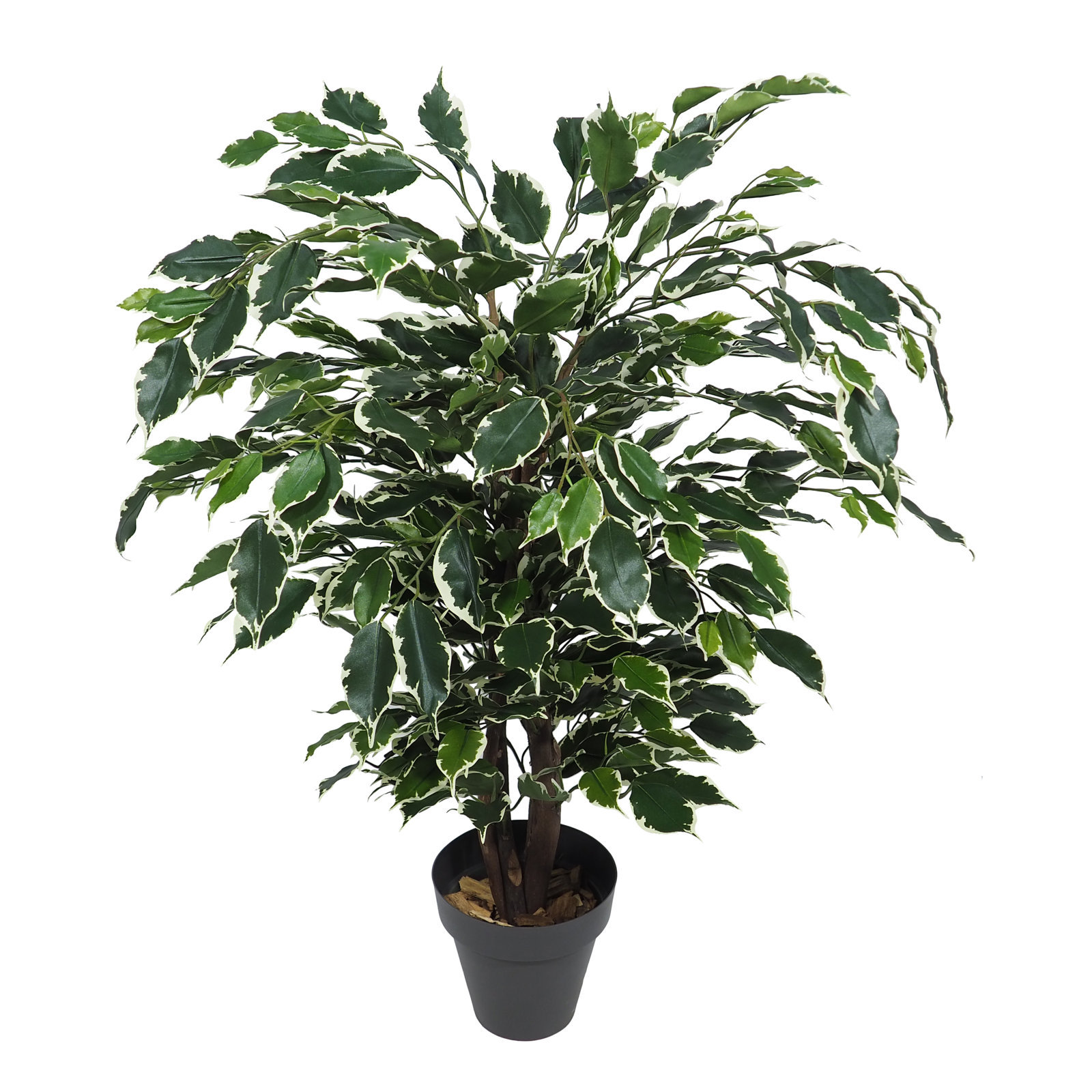 3677108.jpg Arbol de Ficus Exótica variegata Classic - Imagen 1