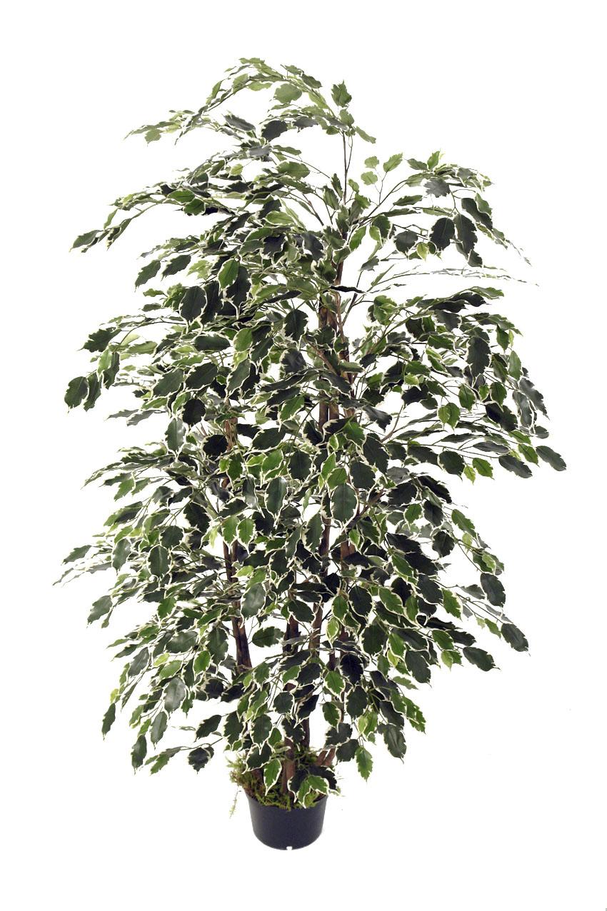 3677716.jpg Árbol Ficus Exótica variegata Bosque 1 Cara - Imagen 1