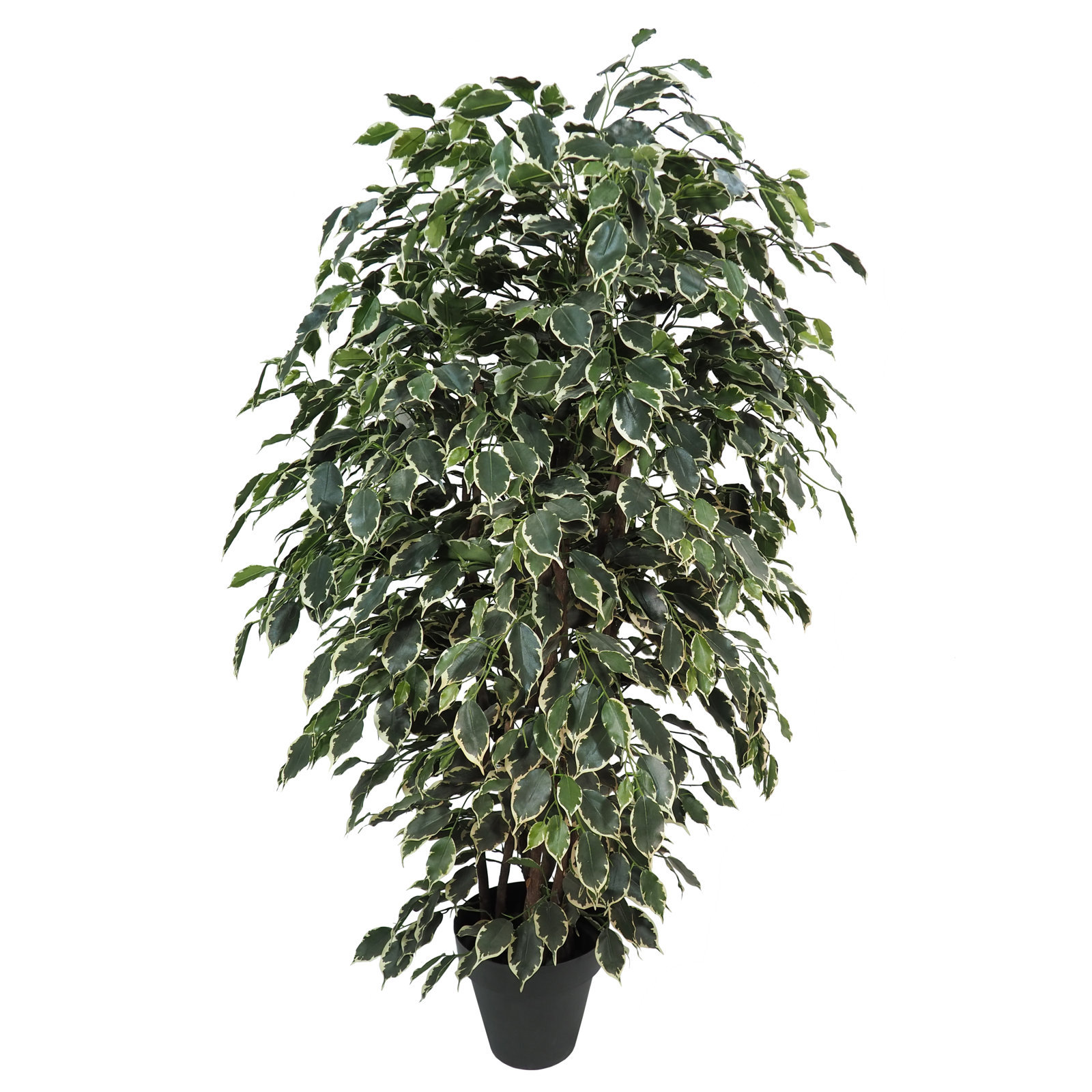 3677815.jpg Arbol de Ficus Exotica variegata Redondo - Imagen 1