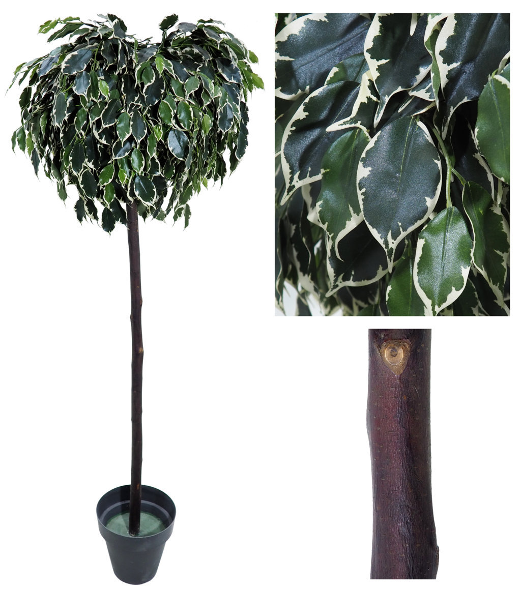 3677911.jpg Arbol de Ficus Exotica variegata Bola - Imagen 1