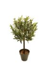 Arbol de Olivo Bola 1 tronco recto - Imagen 2