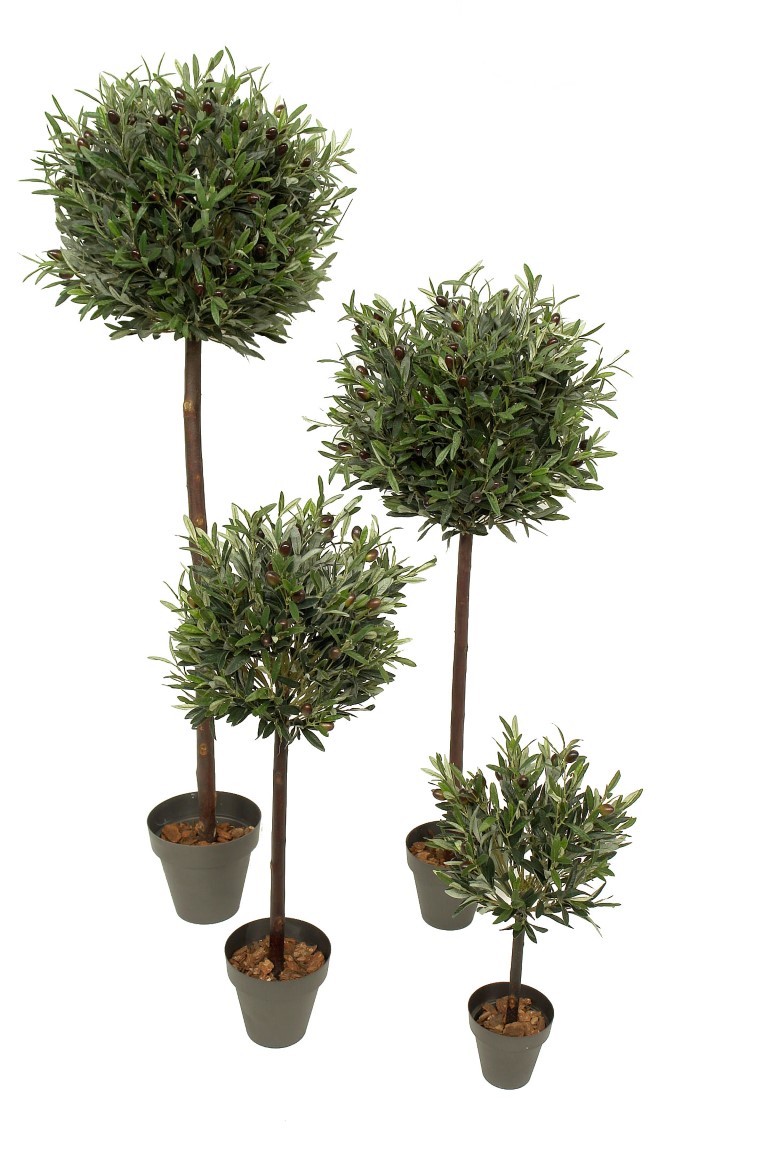 3686108_1.jpg Arbol de Olivo Bola 1 tronco recto - Imagen 1