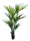 Kentia LUXE con maceta - 150cm - Imagen 2