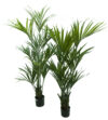 Kentia LUXE con maceta - 210cm - Imagen 2