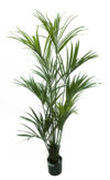 Kentia LUXE con maceta - 180cm